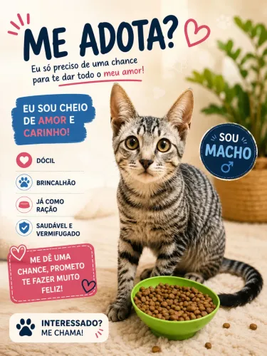 Doa-se gato macho 6 meses