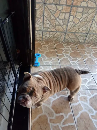 América Bully macho de 1 ano