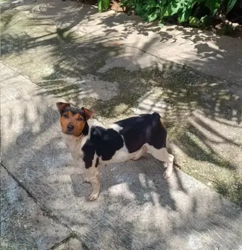Fox paulistinha (FÊMEA)