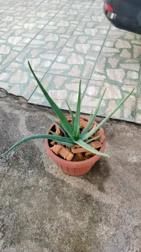 babosa