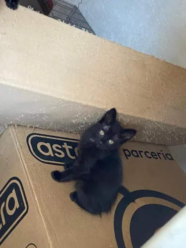 Doa-se Filhotes de Gato