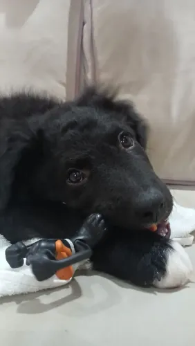 Vendo filhotes de Border Collie