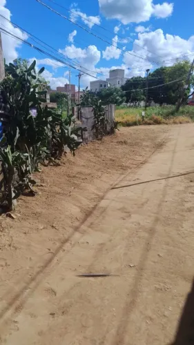 Limpo quintal e coqueiro 