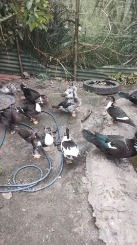 Patos para o seu sítio 