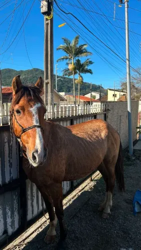 Vendo cavalo crioulo