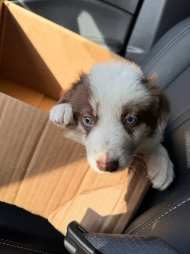 Border collie macho