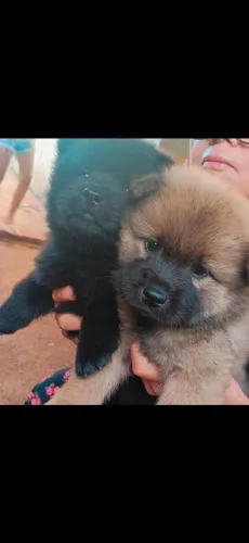 Filhote de chow-chow puro