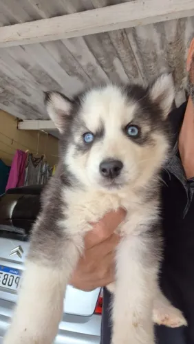 Husky Siberiano Filhotes