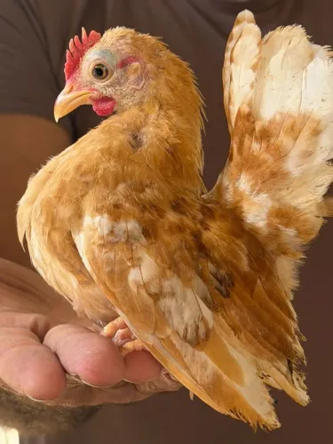 Venda de galinhas Serama