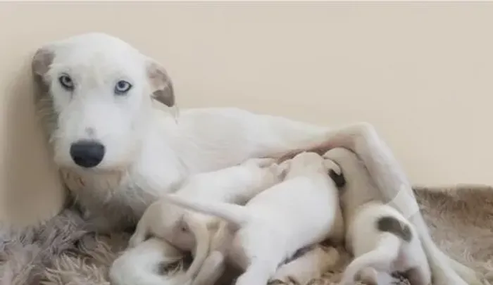 Adoráveis Filhotes de Terrier - Prontos para um Novo Lar!