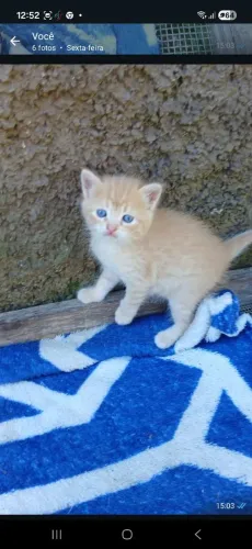 Doação de gatinha