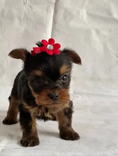 Filhote mais fofo e pequeno Yorkshire 