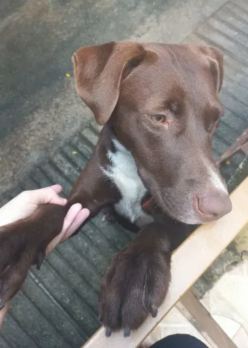 Adoção Gratuita: Cadela dócil e carinhosa