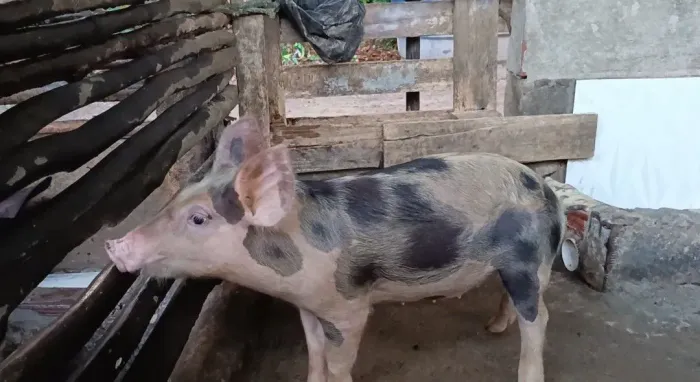 Porquinha já grauda