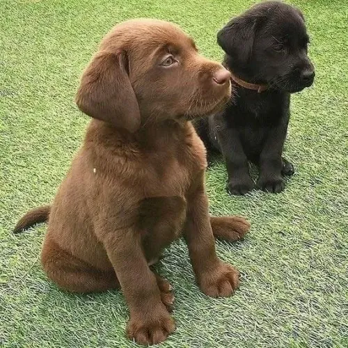 Labrador filhote