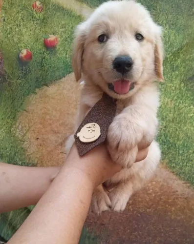 Filhote Golden Retriever, Seus dias nunca mais serão os mesmos!