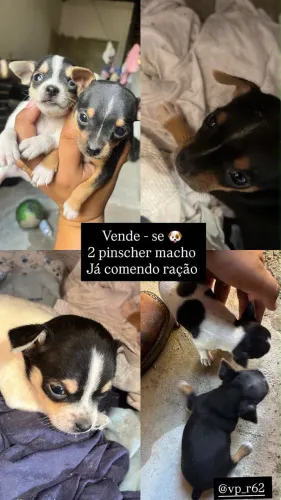 Vendo Pinscher 