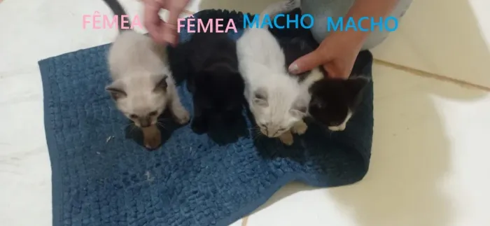 Filhotes de Gato Siamês p/ Adoção