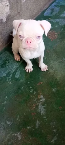 Pet de estimação