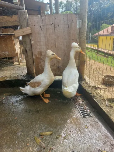Casal de marreco de pompom