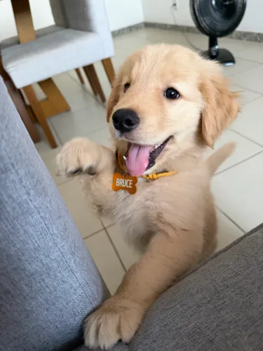 Filhote Golden 2 meses