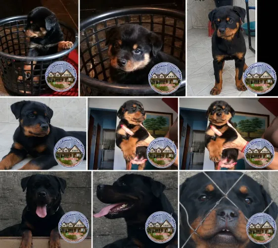 Rottweiler Filhote Gigante 