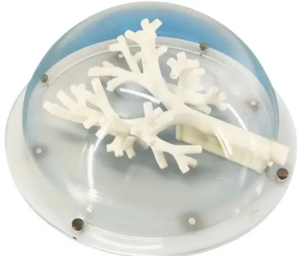 Apenas brônquio Rigido