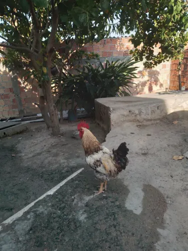 Vendo 