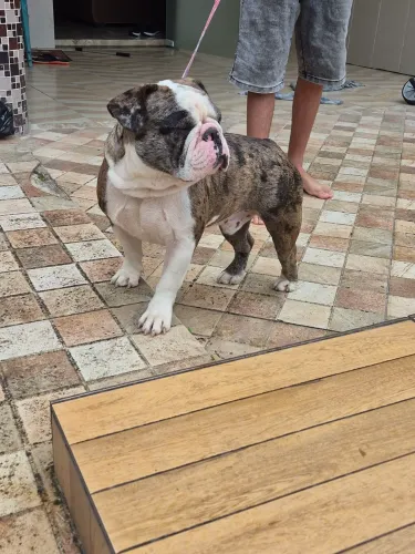 Macho buldog inglês