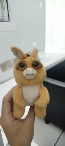 Canguru feisty