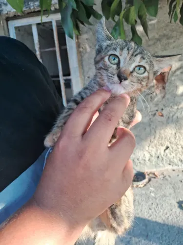 Doação responsável  Doando duas gatinhas fêmeas,2 meses!
