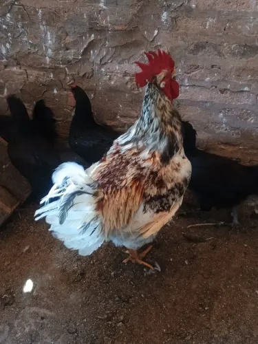 Galinha gsb balão, muito boa pra quem gosta