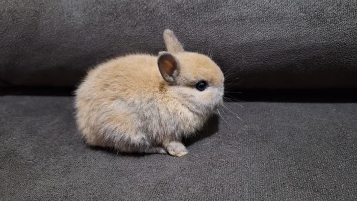 Mini Coelho Netherland Dwarf