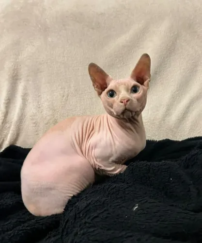 Gato macho shpynx para cruzamento 