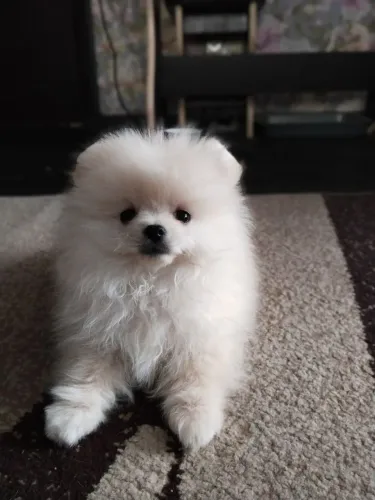 Lulu da Pomerânia ursinho 