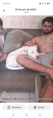 Doação Pitbull dócil carinhoso