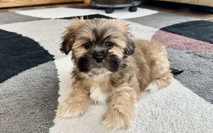 Lhasa Apso entregamos, filhotes lindos