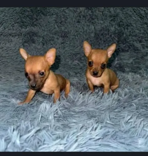 Lindos filhotes de pinscher 00