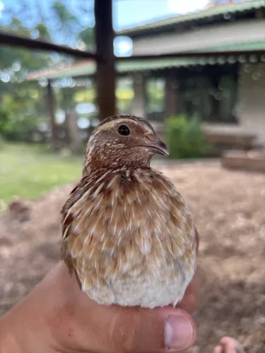 Macho de codorna japonesa 