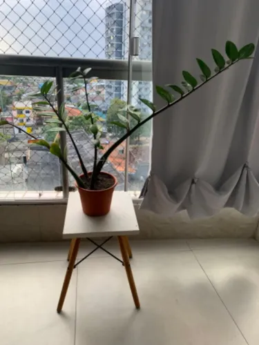 Planta da prosperidade completa 