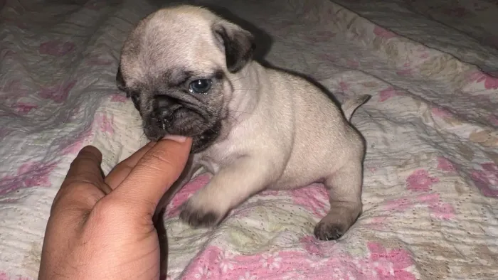 Vendo filhote de Pug