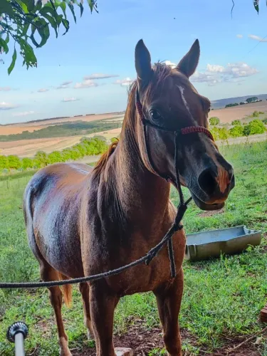 Cavalo uma égua meia sangue quarto de milha