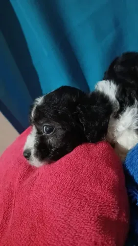 filhotes de poodle