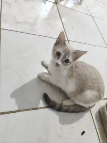 Gatinha branquinha dos olhos nem azuis 