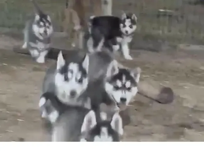 Husky siberiano superfofo