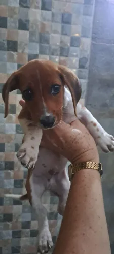 Basset / Dachshund / Teckel