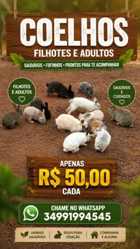 Coelhos lindos adultos e filhotes