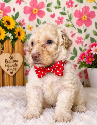 POODLE TOYS: CASAL