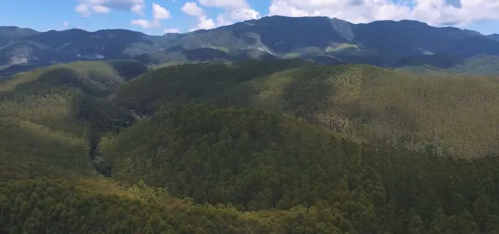 Ativo Florestal à Venda | Fazenda com 600 ha e 360 ha de Eucalipto em Lima Duarte/MG