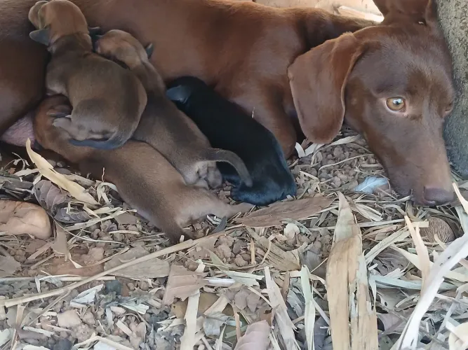 Cachorro Salchicha